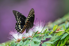Papilio menatius victorinus
