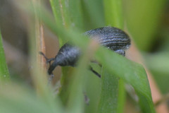 Curculionoidea
