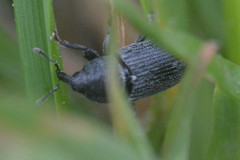 Curculionoidea