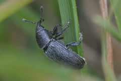 Curculionoidea