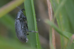Curculionoidea