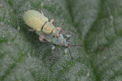 Curculionoidea