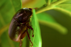 Phyllophaga latifrons