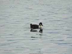 Anas platyrhynchos domesticus