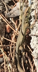 Algyroides moreoticus