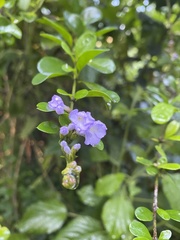 Duranta triacantha