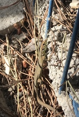 Algyroides moreoticus