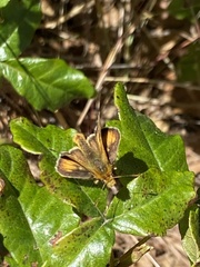 Ochlodes agricola