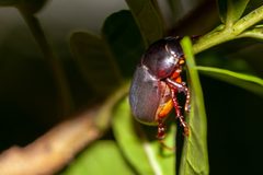 Phyllophaga latifrons