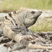 Iguana Negra de Cola Espinosa - Photo (c) Sandra Eglīte, algunos derechos reservados (CC BY-NC)