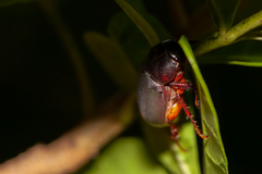 Phyllophaga latifrons