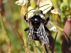 Bombus californicus