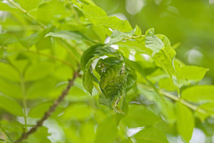 Prociphilus fraxinifolii