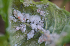 Prociphilus fraxinifolii