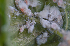 Prociphilus fraxinifolii