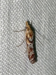 Ancylosis cinnamomella