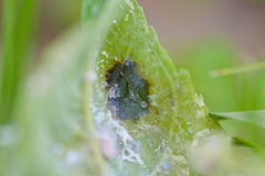 Prociphilus fraxinifolii