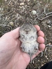 Lemmiscus curtatus