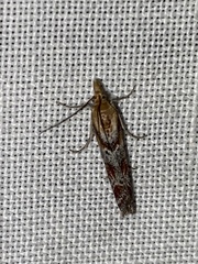 Ancylosis cinnamomella