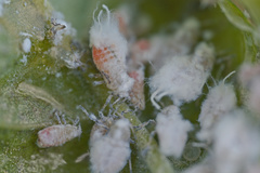 Prociphilus fraxinifolii