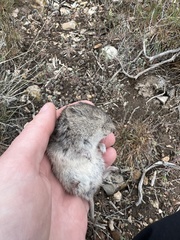Lemmiscus curtatus