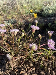 Allium lemmonii