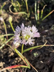Allium lemmonii