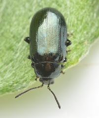 Phratora vulgatissima