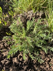 Sanguisorba occidentalis