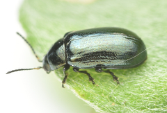 Phratora vulgatissima