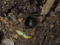 Accanthopus velikensis