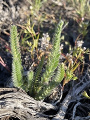 Ivesia sericoleuca