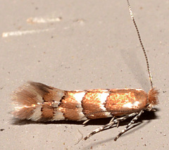 Phyllonorycter mariaeella