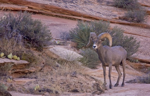 Desert Bighorn Sheep