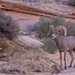 Desert Bighorn Sheep - Photo (c) Gregory  Smith, some rights reserved (CC BY-NC-ND)