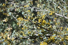 Berberis higginsiae
