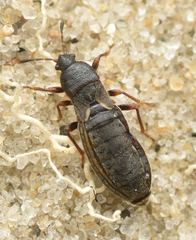 Dimorphopterus spinolae