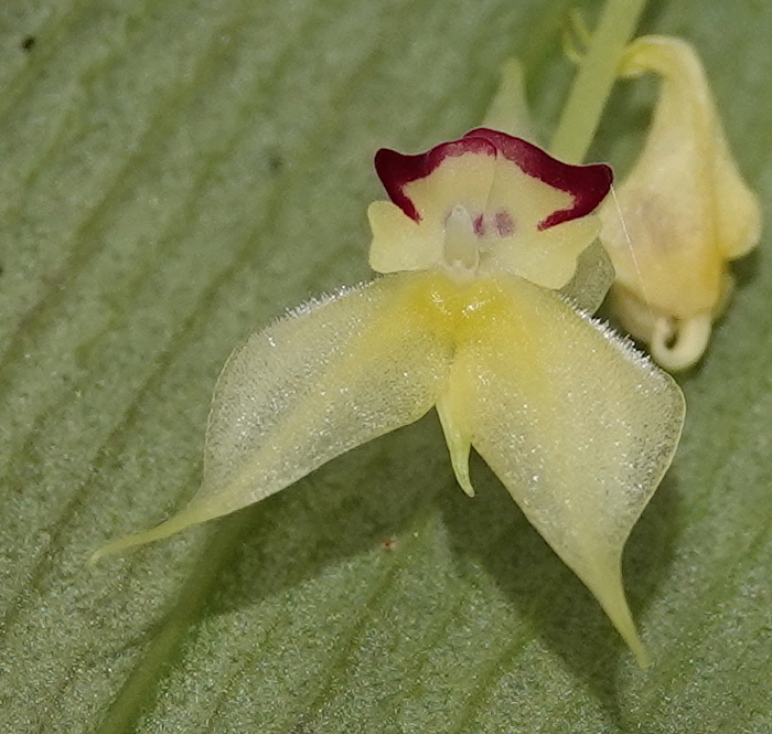 Lepanthes pachoi