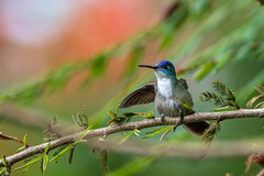 Saucerottia cyanocephala