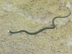 Hebius flavifrons