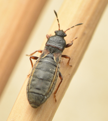 Dimorphopterus spinolae