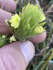 Castilleja rubicundula