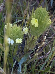 Castilleja rubicundula