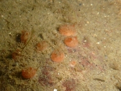 Dendrodoa grossularia