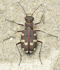 Cicindela maritima