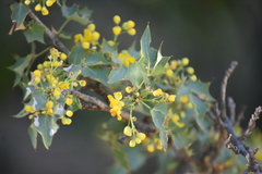 Berberis higginsiae