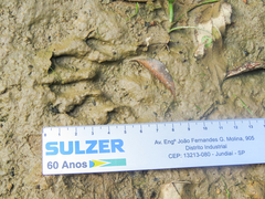 Procyon cancrivorus