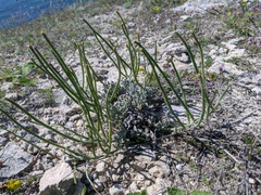 Matthiola odoratissima