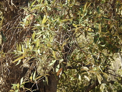 Quercus hypoleucoides