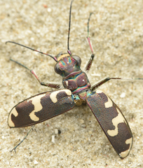 Cicindela maritima